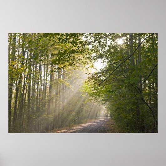 Poster Lumière forestière (Devant)