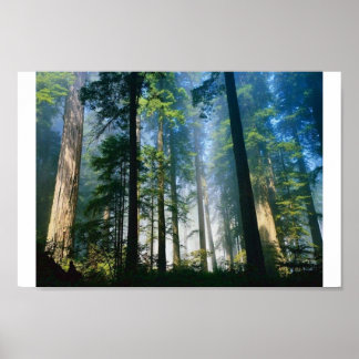 Poster Lumière solaire de la forêt