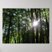 Poster Lumière verte.. (Devant)