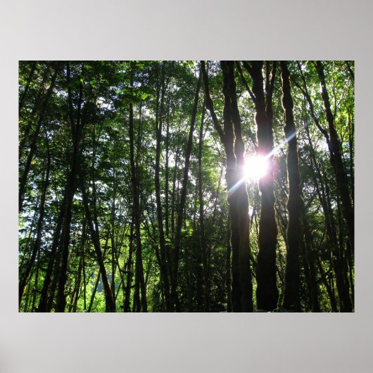 Poster Lumière verte.. (Devant)