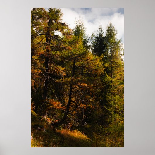 Poster Luminaire d'Europe dorée aux couleurs de l'automne (Devant)