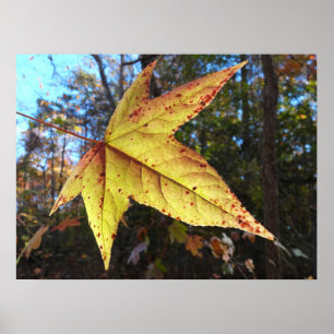 Poster Lumineuse feuille de sucre dans la forêt