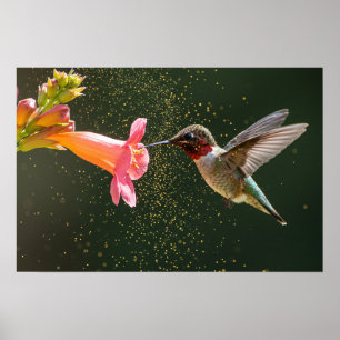Poster Luminosité du nectar des colibris