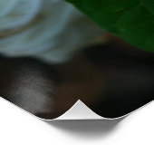 Poster Luna Hibiscus (Coin)