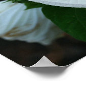 Poster Luna Hibiscus (Coin)