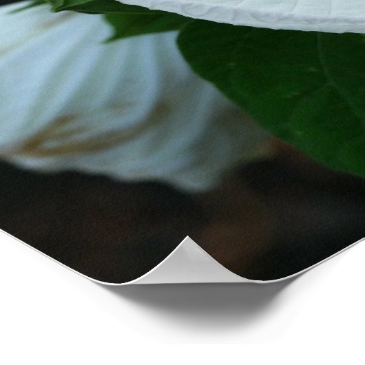 Poster Luna Hibiscus (Coin)