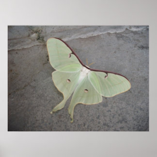Poster Luna Moth