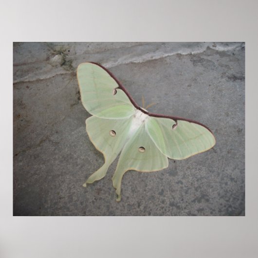 Poster Luna Moth (Devant)