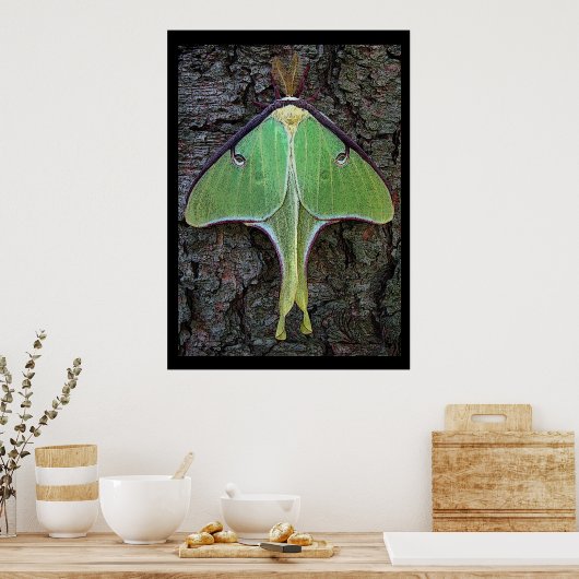 Poster Luna Moth (Cuisine)