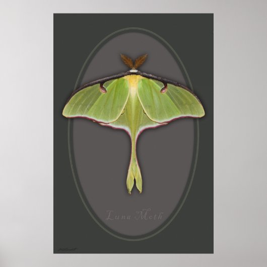 Poster Luna Moth -24x36 -autres tailles disponible (Devant)