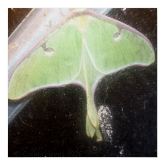 Poster Luna Moth Close-Up (Devant)