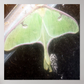 Poster Luna Moth Close-Up