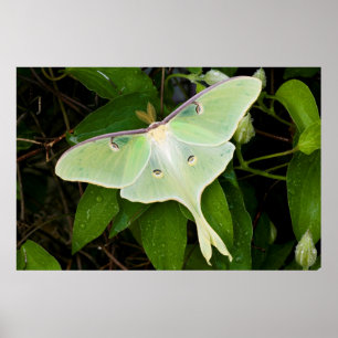 Poster Luna Moth on Carnaby Clematis