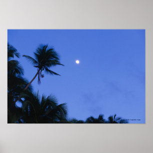 Poster Lune brillamment allumée, silhouette des arbres d