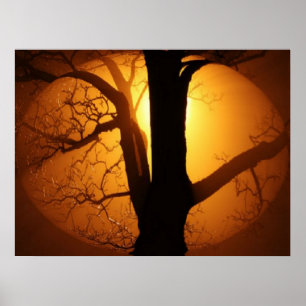Poster Lune d'automne brillant à travers l'arbre Impressi