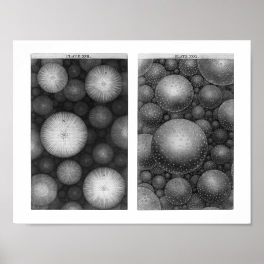 Poster L'univers de Thomas Wright (Devant)