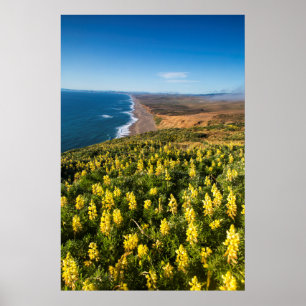Poster Lupin jaune au-dessus de la plage de Point Reyes à