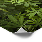 Poster Lupine Vignette (Coin)