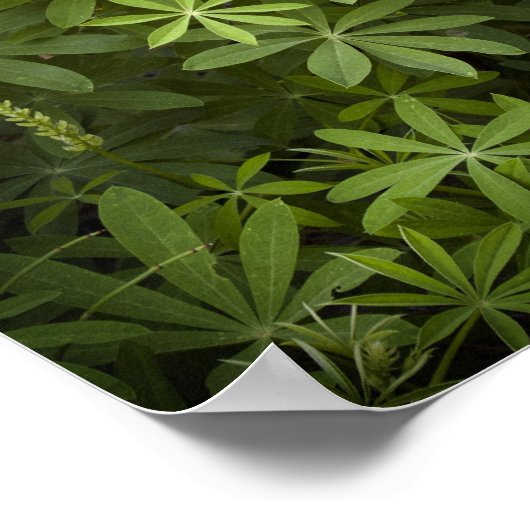 Poster Lupine Vignette (Coin)