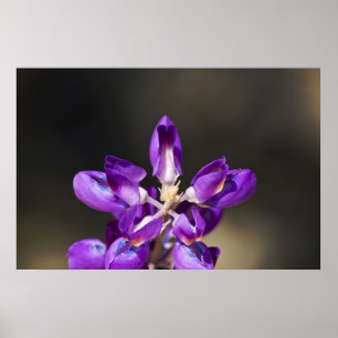 Poster Lupine Wonder
