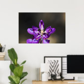 Poster Lupine Wonder (Bureau à domicile)
