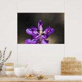 Poster Lupine Wonder (Cuisine)