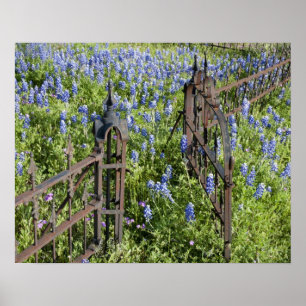 Poster Lupins bleus et phlox entourant la grille du cimet