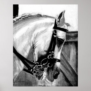 Poster Lusitano Dressage Horse Portrait
