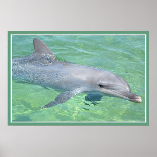 Poster lustre de prime d'impression de dauphin