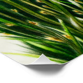 Poster lustré des lionnes de Besties (Coin)