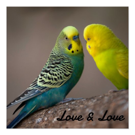 Poster lustré Love Black Color Text Birds Image (Devant)