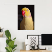 Poster Lutino Indian Ringneck Parakeet Beak (Bureau à domicile)