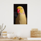 Poster Lutino Indian Ringneck Parakeet Beak (Cuisine)