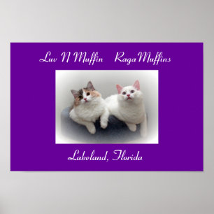 Poster Luv N Muffin RagaMuffin Chats & Chatons