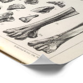 Poster LXVII Testudo, Vultur (Coin)