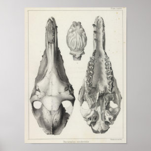 Poster LXXVI Procamelus occidentalis