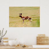 Poster Lycaon Pictus Debout (Cuisine)