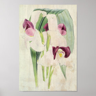 Poster Lycaste vintage de Skinner
