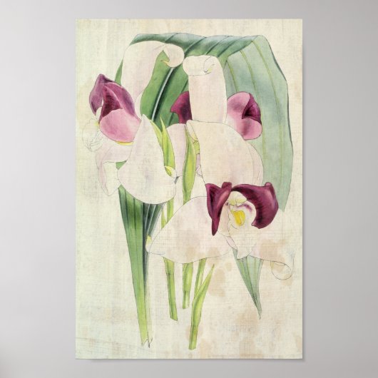 Poster Lycaste vintage de Skinner (Devant)