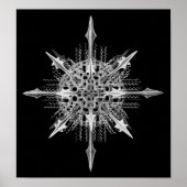 Poster Lychnaspis miranda Ernst Haeckel Fine Art (Devant)