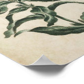 Poster Lychnidea vintage botanique (Coin)