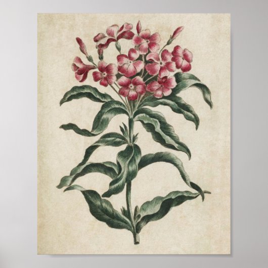 Poster Lychnidea vintage botanique (Devant)