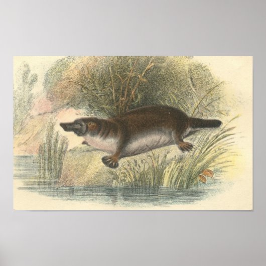 Poster Lydekker - Platypus Portfolio (Devant)