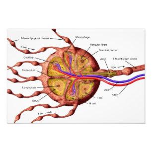 Poster lymfeknoop