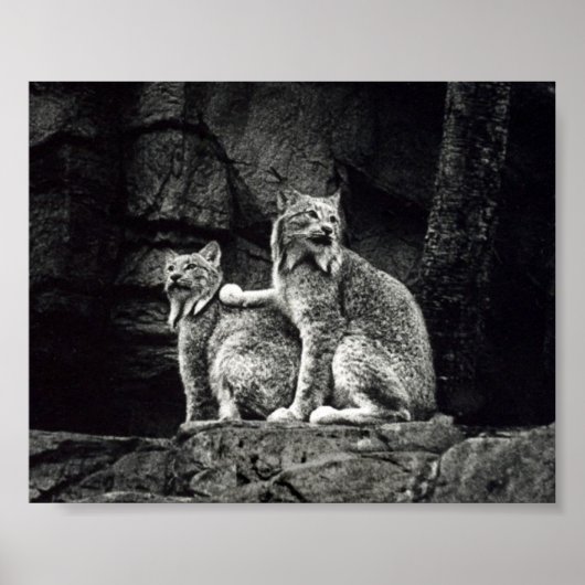 Poster Lynx (Devant)
