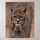 Poster Lynx 5214 (Devant)