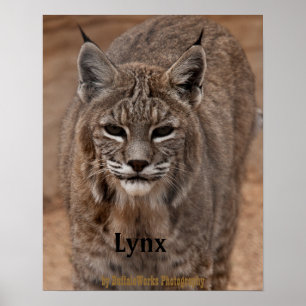 Poster Lynx 5214
