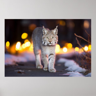 Poster Lynx Animal De La Faune Dans La Rue En Plein Air