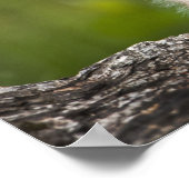 Poster Lynx Bébé Regardant Sur Un Arbre Tombé (Coin)