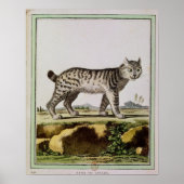 Poster Lynx canadienne (Devant)